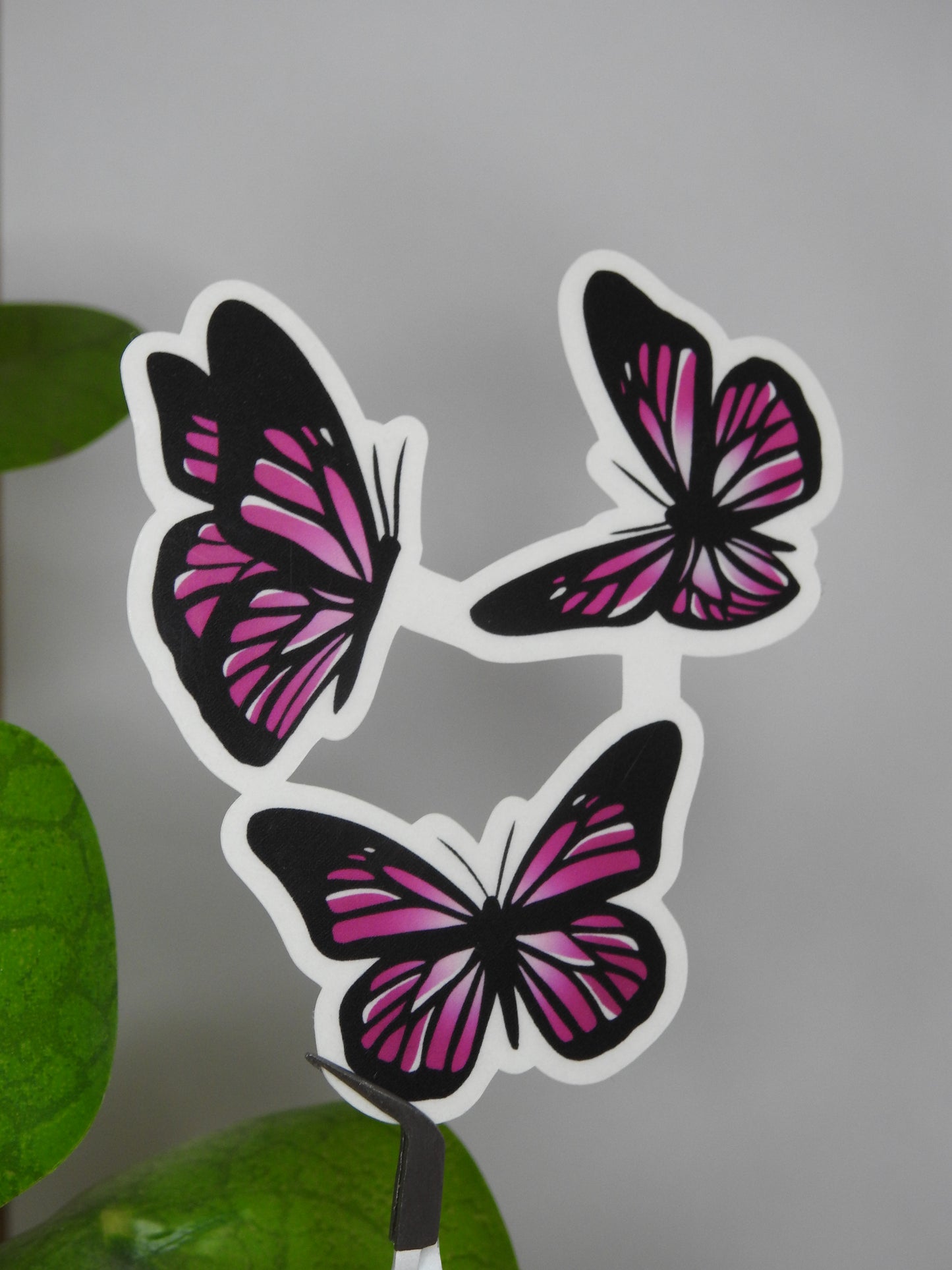 Pink Butterfly